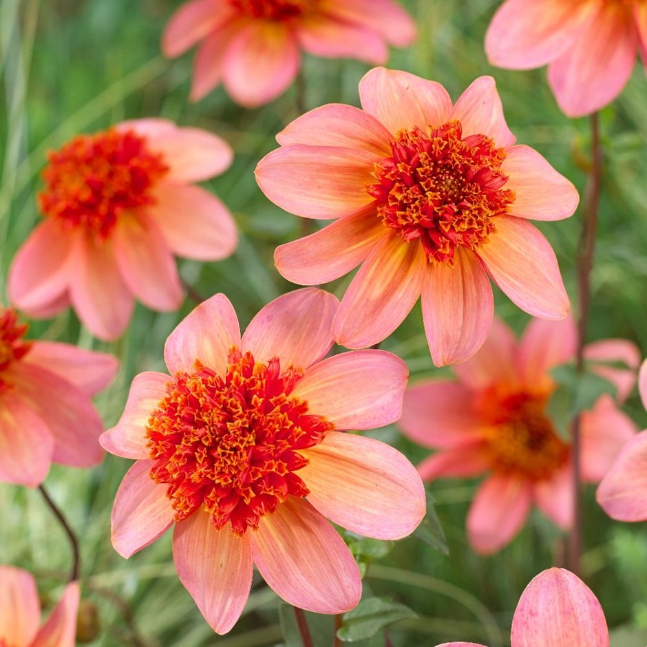 Dahlia Totally Tangerine