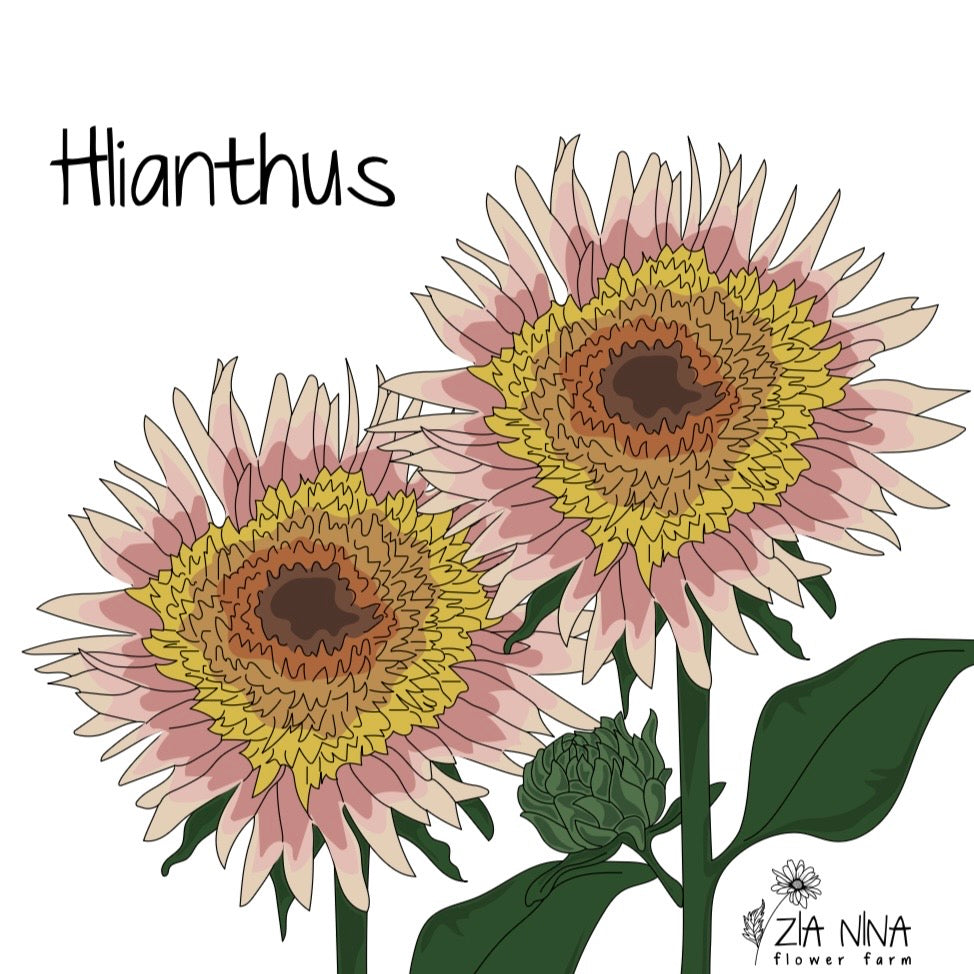 Helianthus annuus Astra Rose