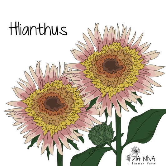 Helianthus annuus Astra Rose