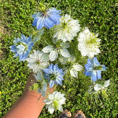 Nigella damascena Moody Blues