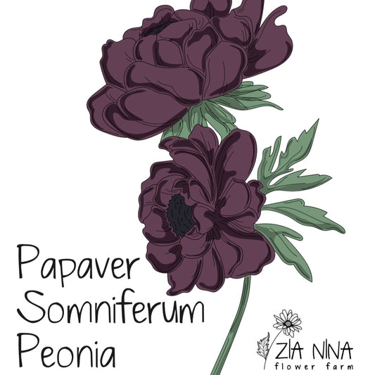 Papaver somniferum black peony