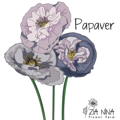 PAPAVER rhoeas Amazing Grey