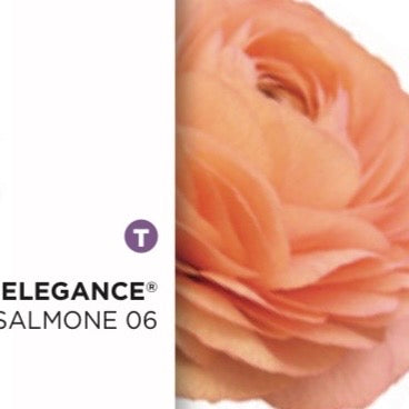 Ranuncolo Elegance Mix  Arancio & Salmone