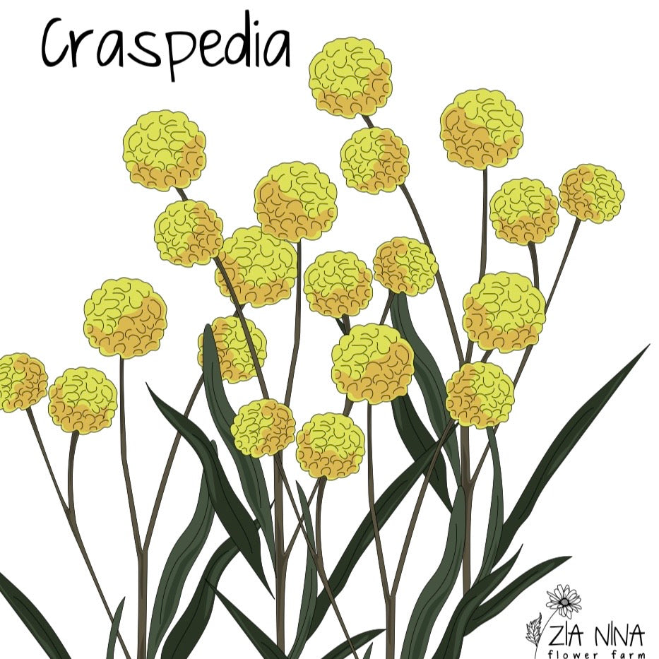 Craspedia globosa Drumstick