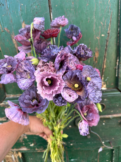 PAPAVER rhoeas Amazing Grey