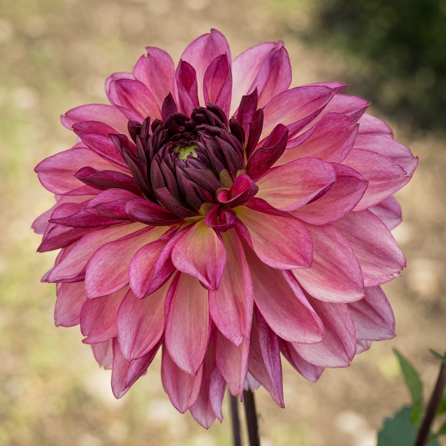 Dahlia Bacardi