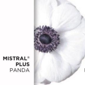 Anemone Mistral® Mix – 10 cormi