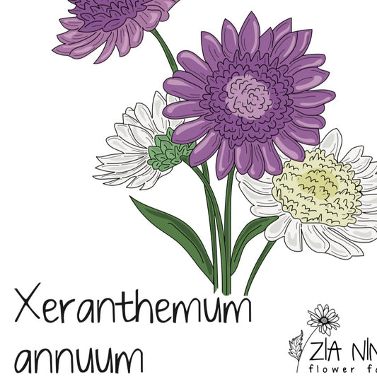 Xeranthemum annuum