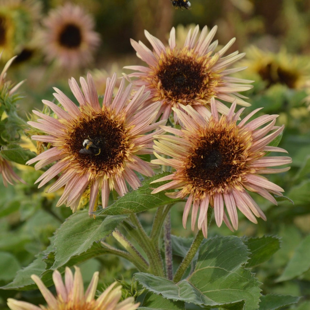 Helianthus annuus Astra Rose