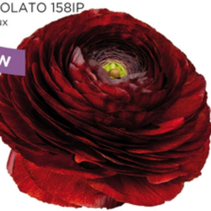 Ranuncolo Rosso Cioccolato