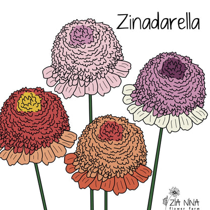 Zinnia elegans ‘Zinderella Mix’