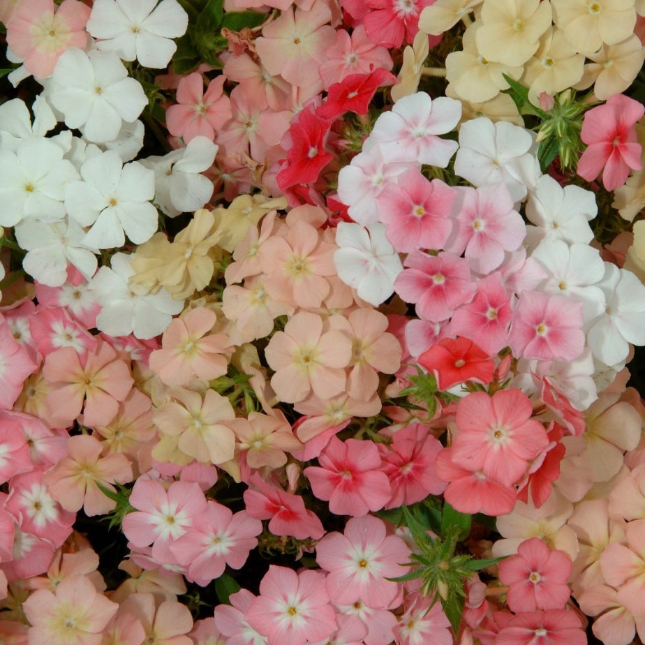 Phlox drummondii Beauty Coral Reef