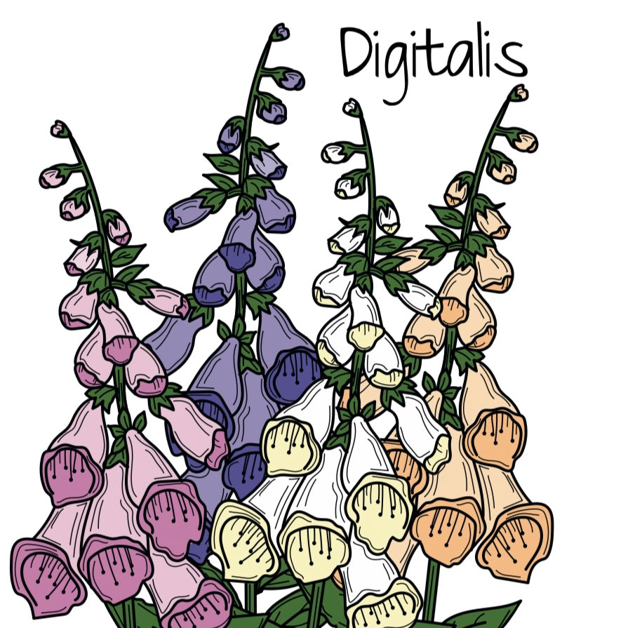 Digitalis purpurea Camelot Mixed