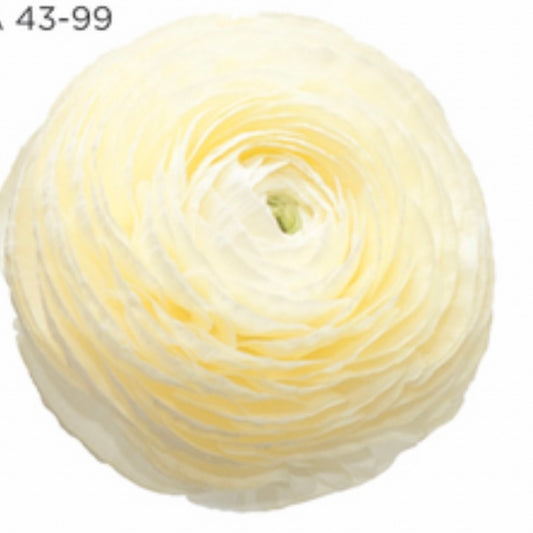 Ranuncolo Elegance Crema