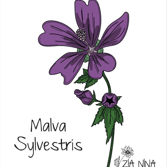 Malva Sylvestris
