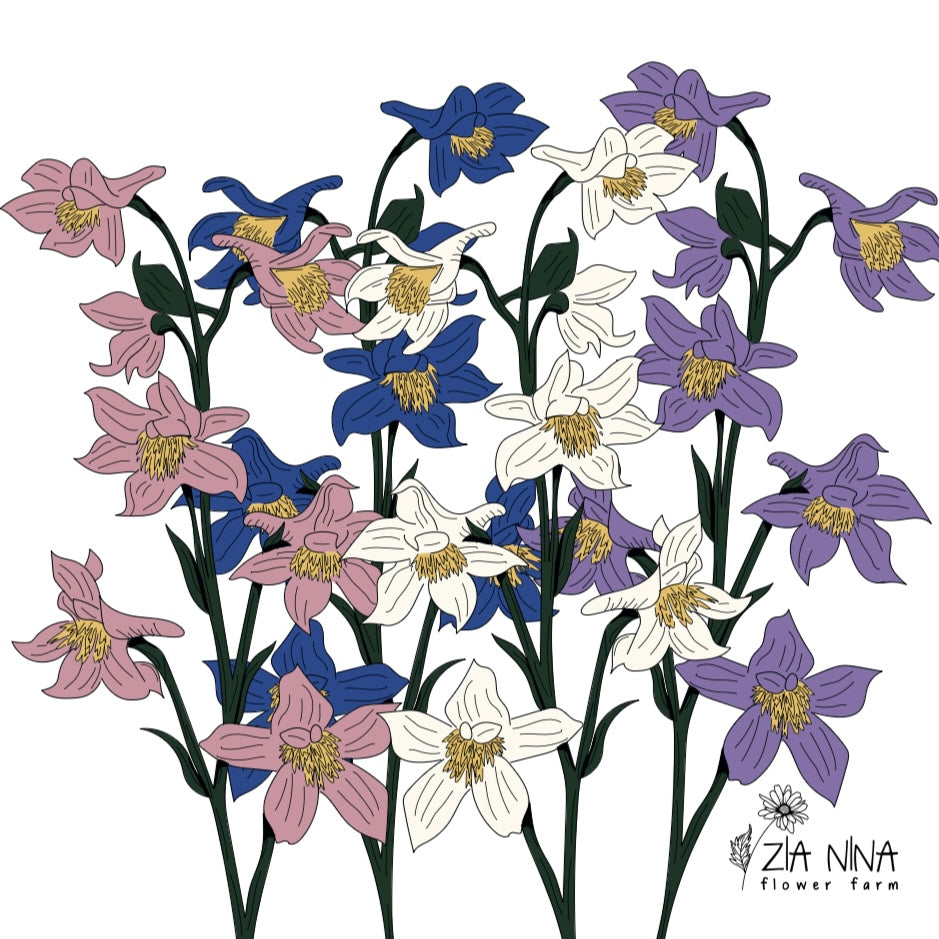 Delphinium consolida ‘Mixed’