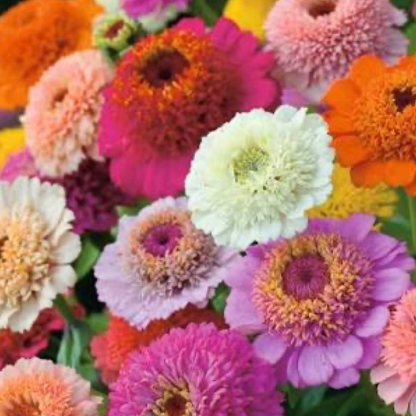 Zinnia elegans ‘Zinderella Mix’