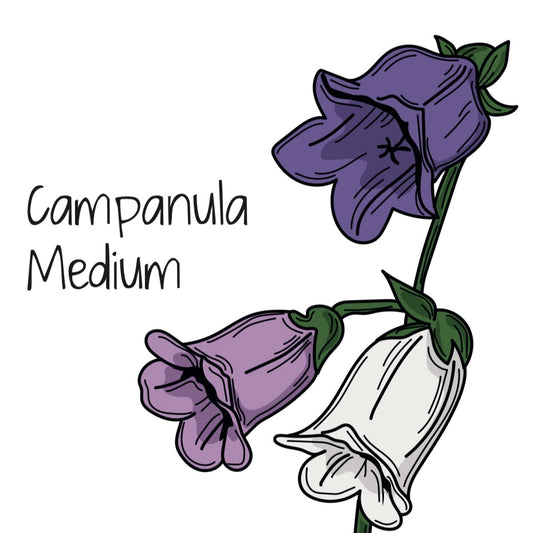 Campanula Medium F1 Mix
