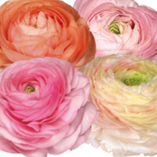 Ranuncolo Elegance Pastello mix