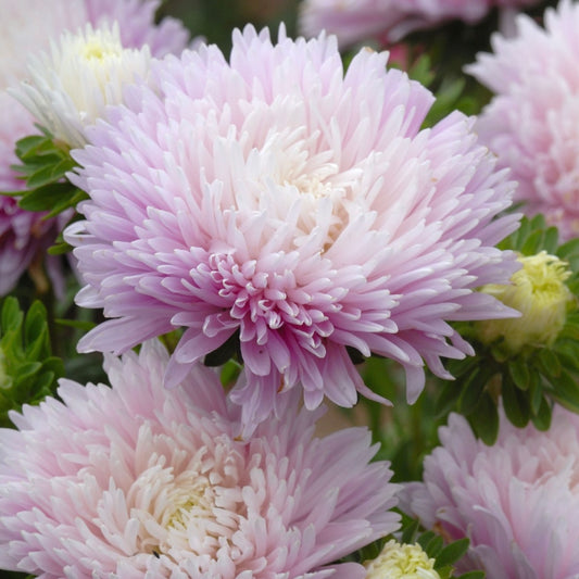Callistephus (Aster) chinensis ‘King Size Appleblossom
