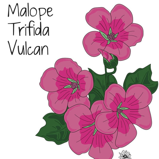 Malope Trifida Vulcan