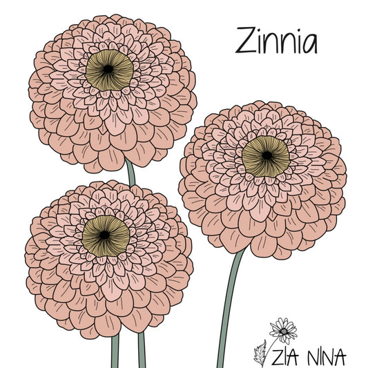 Zinnia elegans Queen Lemon Peach