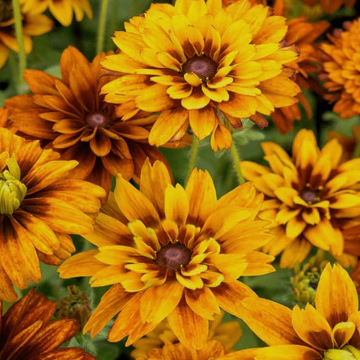 Rudbeckia hirta Cherokee Sunset