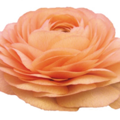 Ranuncolo Elegance Mix  Arancio & Salmone