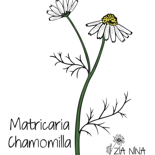 Matricaria Chamomilla