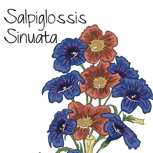 Salpiglossis Sinuata Mix