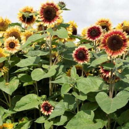 Helianthus annuus Desert Sun