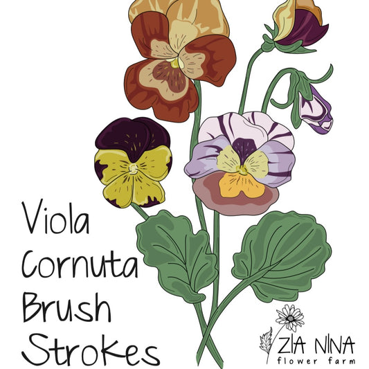 Viola cornuta Brush Strokes