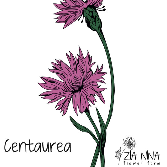 Centaurea cyanus ball red