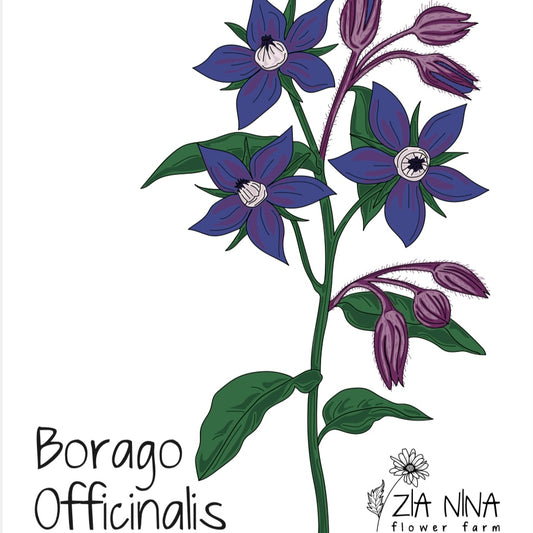 Borago Officinalis