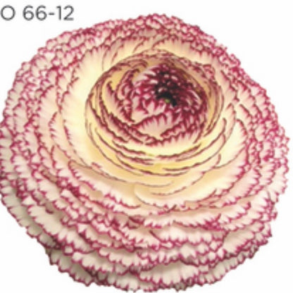 Ranuncolo Elegance mix Pastello Striato