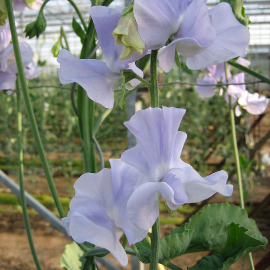 Lathyrus odoratus ‘Winter Sunshine Light Blue’