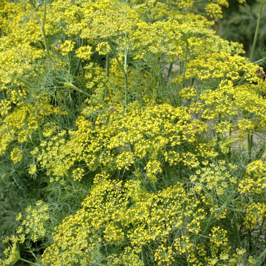 Anethum graveolens (Dill)