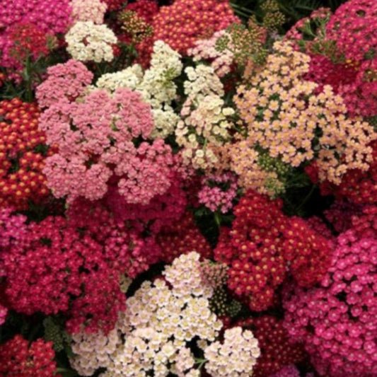 Achillea “Summer Barries”