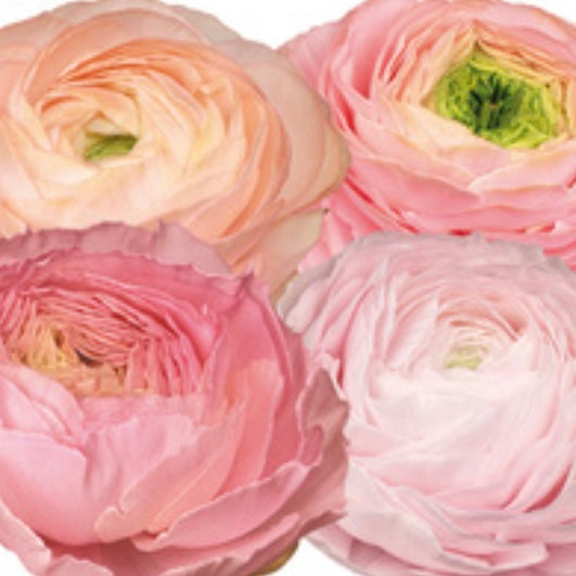 Ranuncolo Elegance Pastello mix Soft