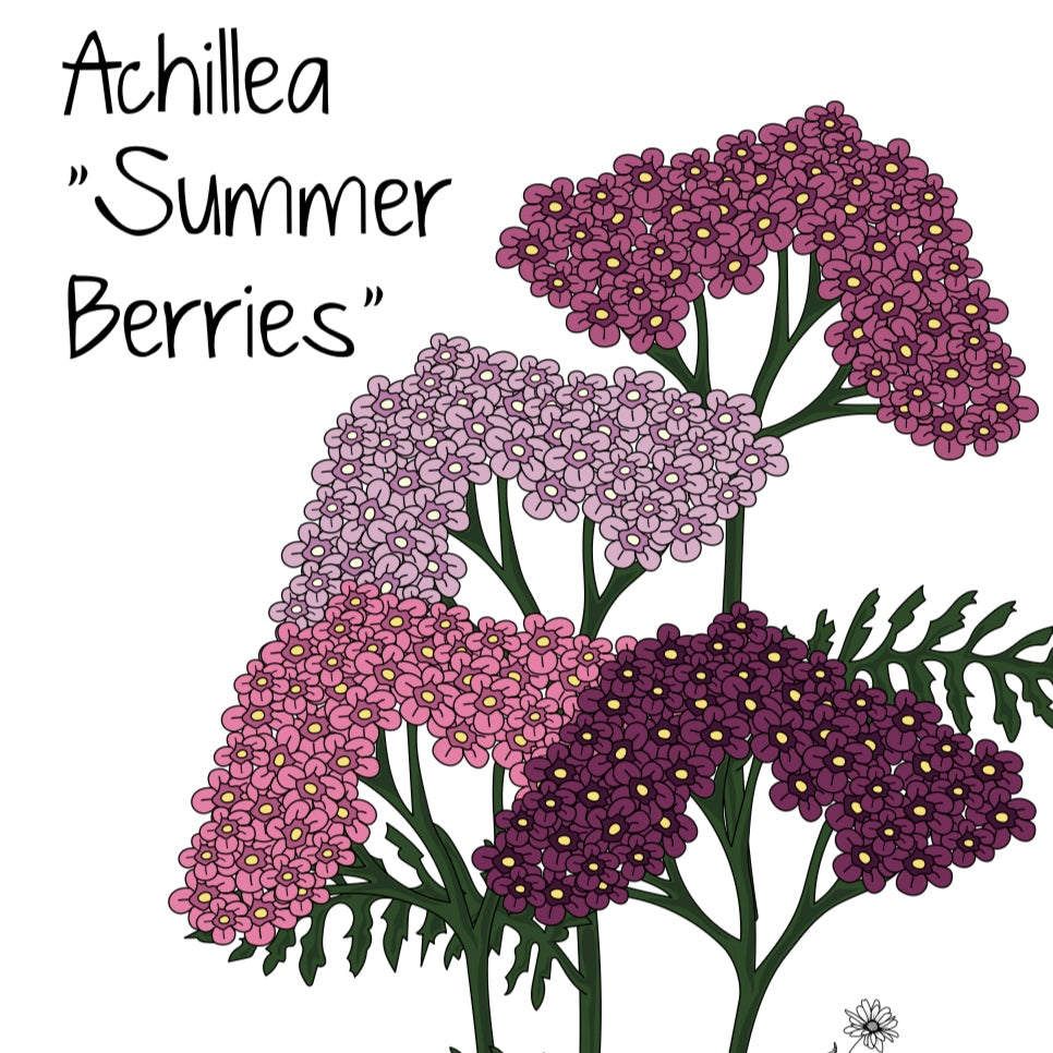 Achillea “Summer Barries”