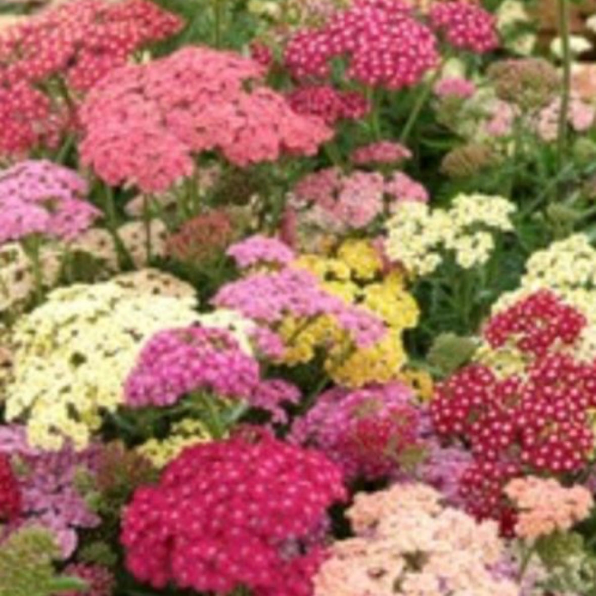 Achillea “Summer “Pastel”