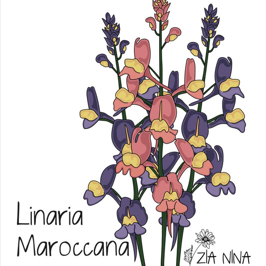 Linari Maroccana Mix