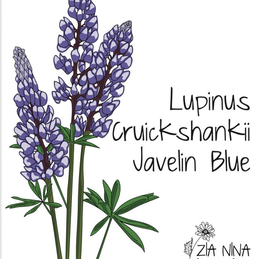 Lupinus Cruick shankii vavelin Blue