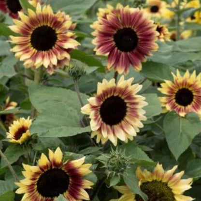 Helianthus annuus Summer Lovin