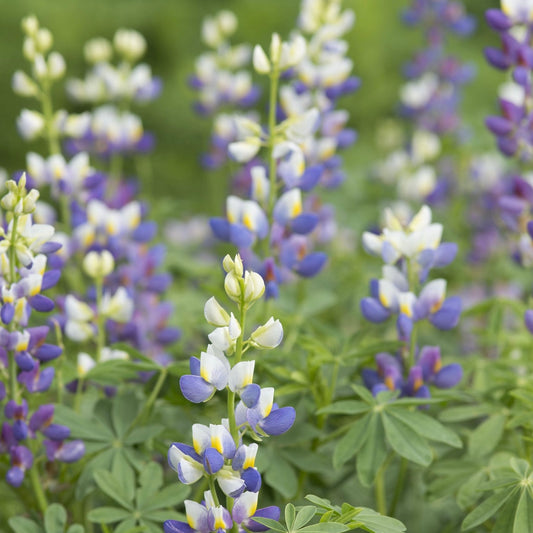Lupinus mutabilis var. cruckshankii ‘Javelin Blue’