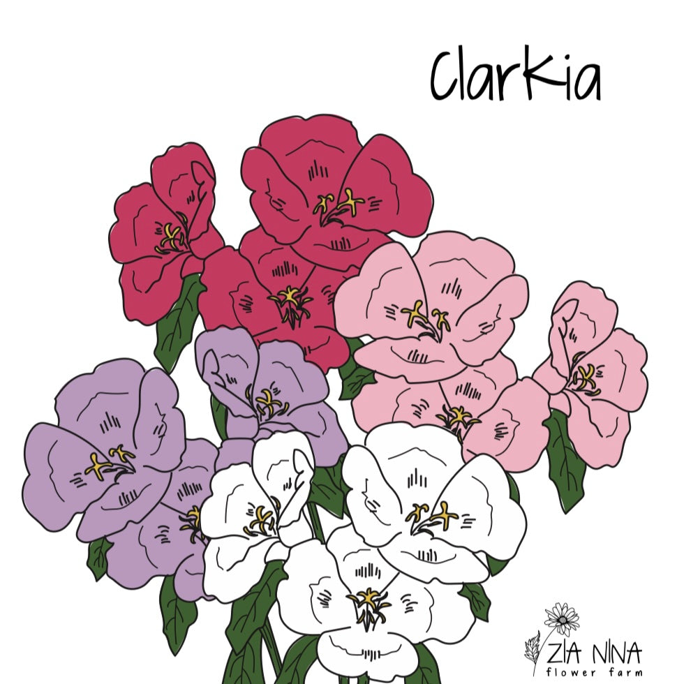 Clarkia amoena “Mixed”