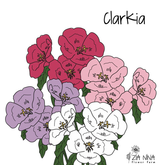 Clarkia amoena “Mixed”
