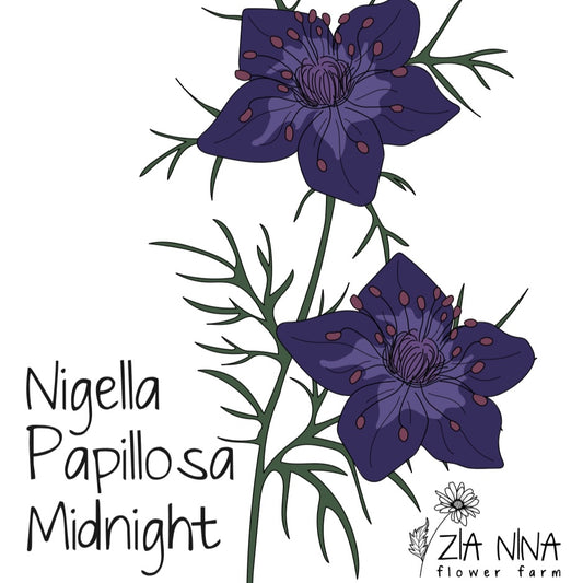 Nigella papillosa midnight