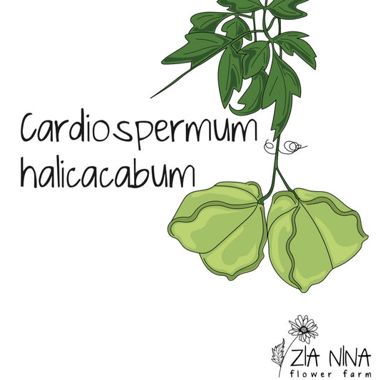 Cardiospermum halicacabum