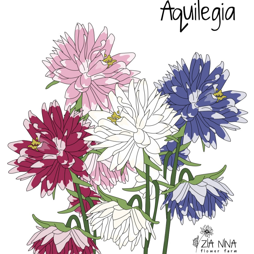 Aquilegia vulgaris barlow mixed